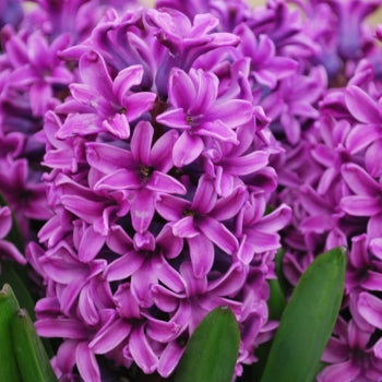 Bulbi de Zambile "Amethyst", 2 Bucati