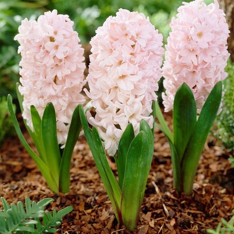 Bulbi de Zambile "Apricot passion", 2 Bucati