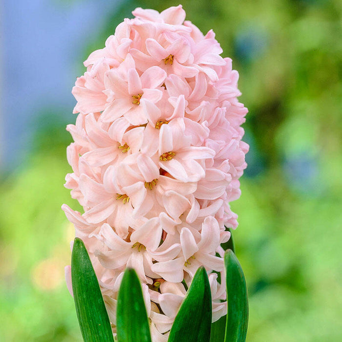 Bulbi de Zambile "Apricot passion", 2 Bucati
