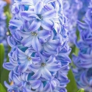 Bulbi de Zambile "Aqua", 2 Bucati