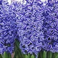 Bulbi de Zambile "Blue Jacket", 2 Bucati