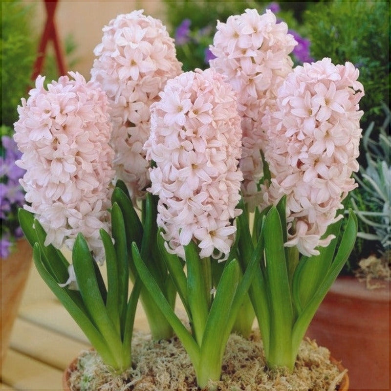 Bulbi de Zambile "China Pink", 2 Bucati