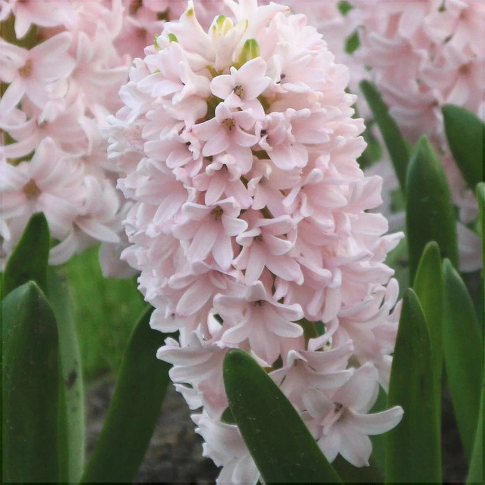 Bulbi de Zambile "China Pink", 2 Bucati