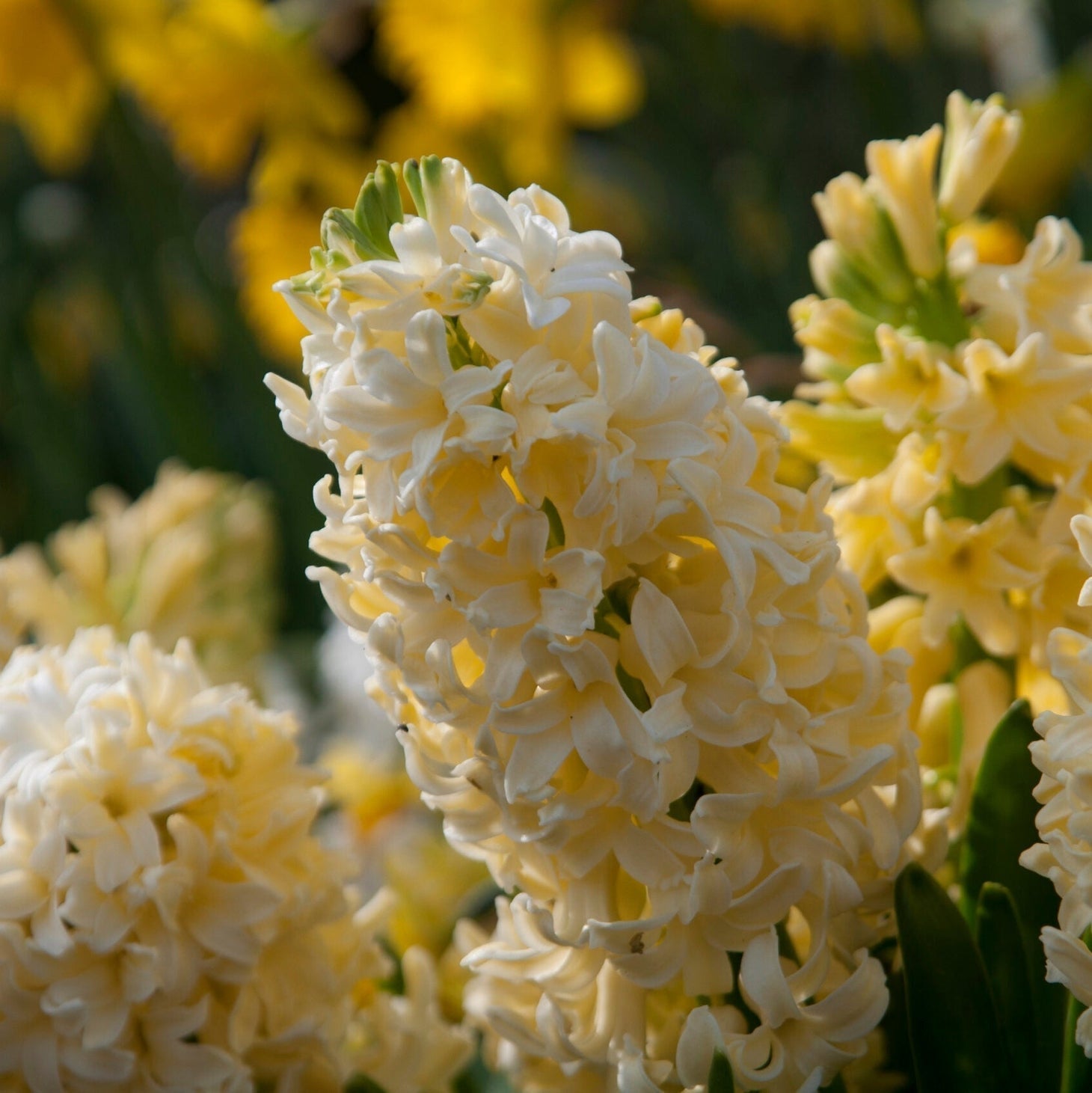Bulbi de Zambile "City of Haarlem", 2 Bucăți