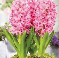 Bulbi de Zambile "Double Pink", 2 Bucati