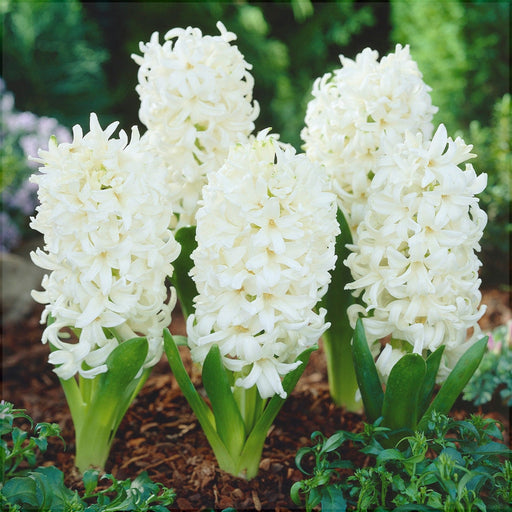 Bulbi de Zambile "Double White", 2 Bucati