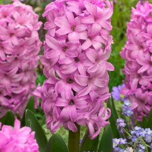 Bulbi de Zambile "Fondant", 2 Bucati