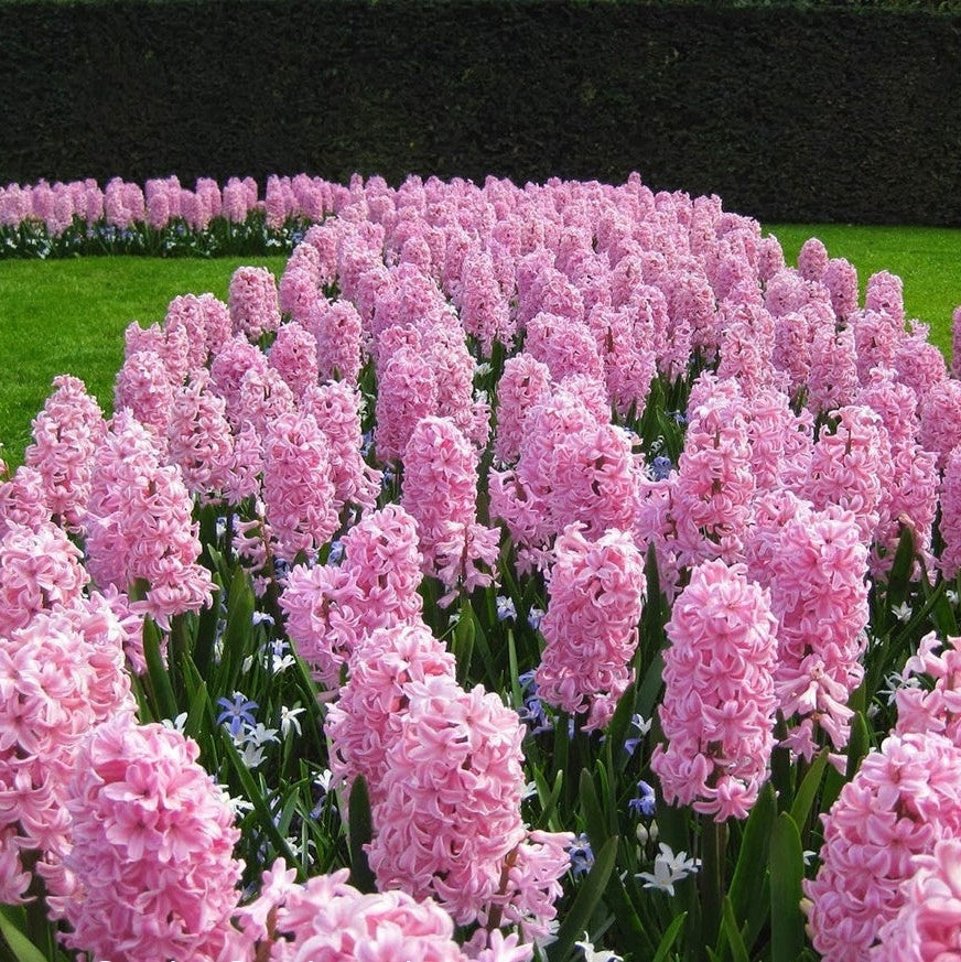 Bulbi de Zambile "Fondant", 2 Bucati