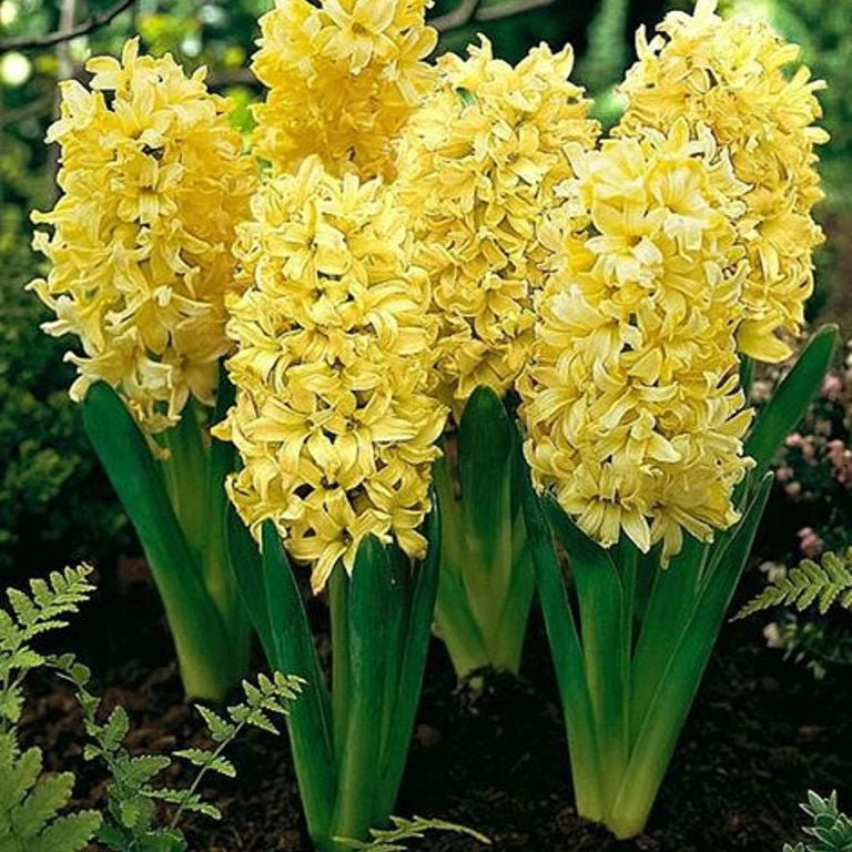 Bulbi de Zambile "Gipsy Princess", 2 Bucati