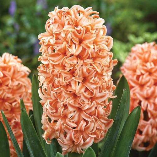 Bulbi de Zambile "Gipsy Queen", 2 Bucati