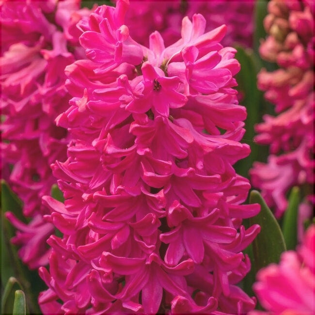 Bulbi de Zambile "Jan Bos", 2 Bucati