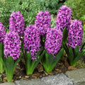 Bulbi-de-Zambile-Miss-Saigon-2-Bucati-0 - Pepiniera României