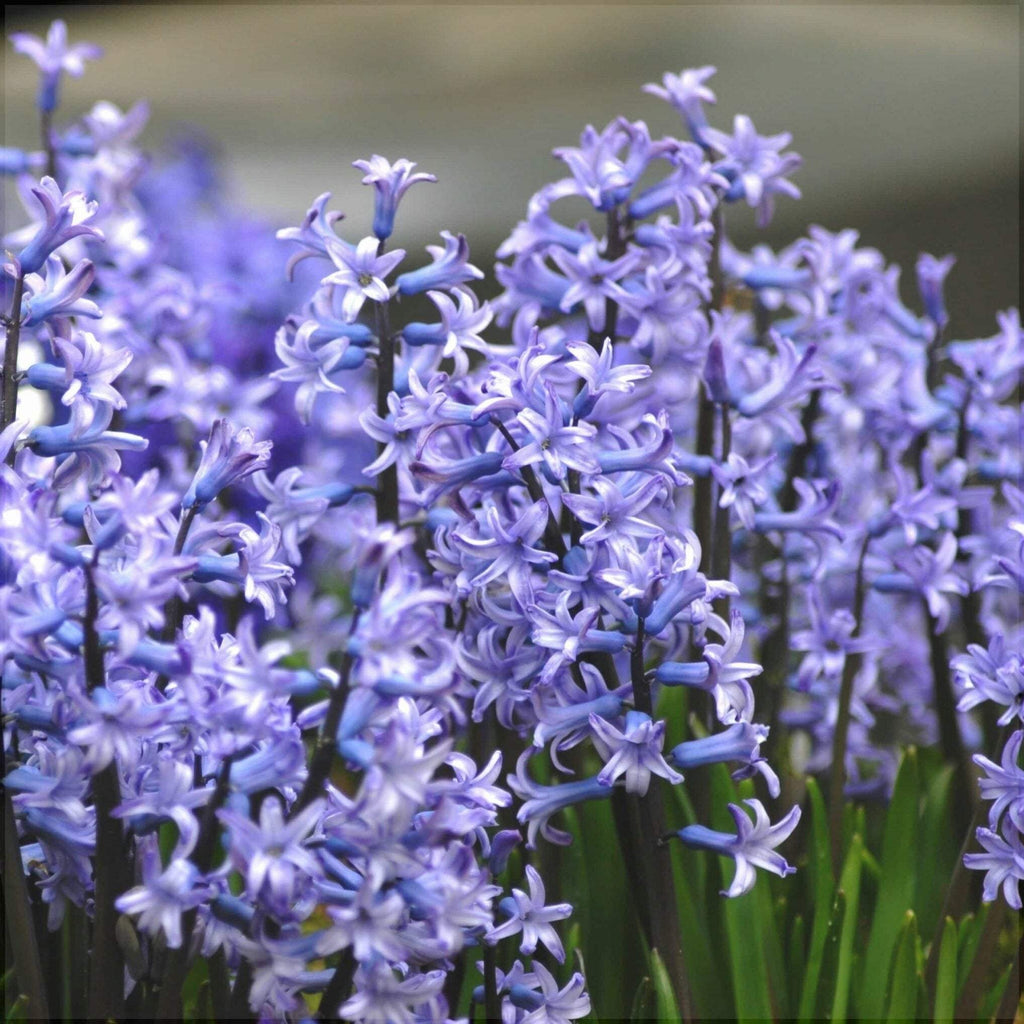 Bulbi-de-Zambile-Multiflora-Blue-2-Bucati-1 - Pepiniera României