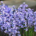 Bulbi-de-Zambile-Multiflora-Blue-2-Bucati-1 - Pepiniera României