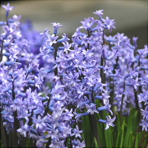 Bulbi de Zambile "Multiflora Blue", 2 Bucati
