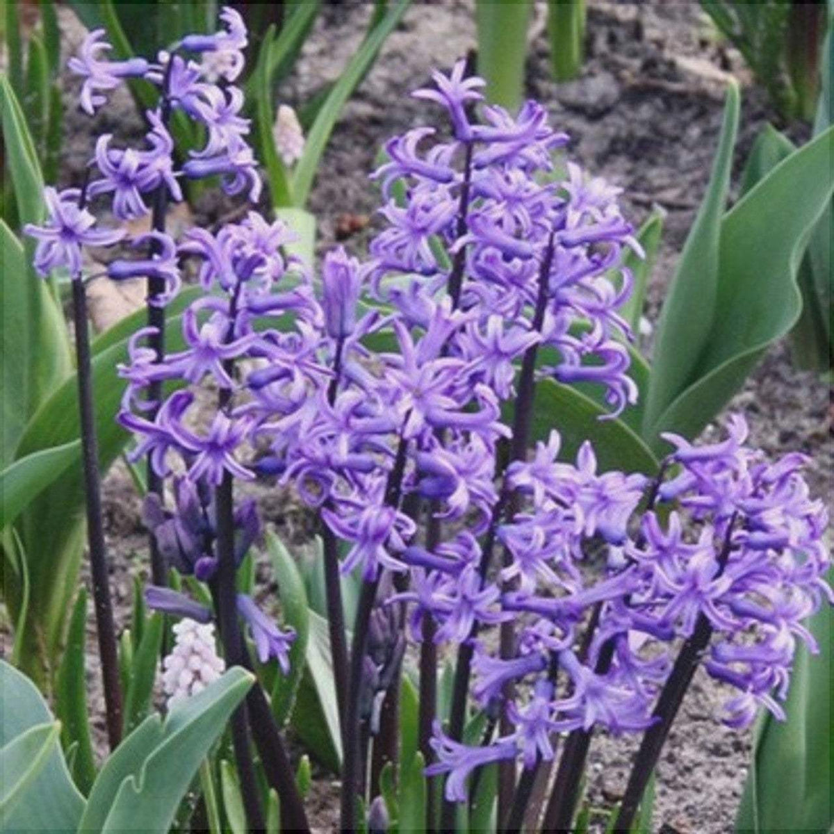 Bulbi-de-Zambile-Multiflora-Blue-2-Bucati-6 - Pepiniera României