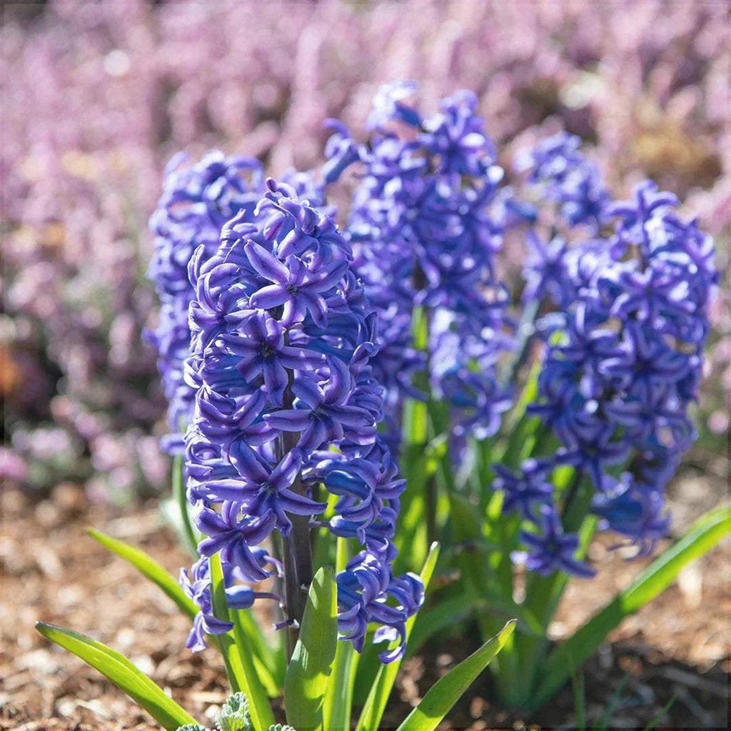 Bulbi-de-Zambile-Multiflora-Blue-2-Bucati-6 - Pepiniera României