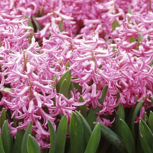 Bulbi de Zambile "Multiflora Pink", 2 Bucati