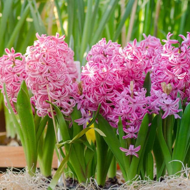 Bulbi-de-Zambile-Multiflora-Pink-2-Bucati-4 - Pepiniera României