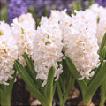 Bulbi-de-Zambile-Multiflora-White-2-Bucati-2 - Pepiniera României