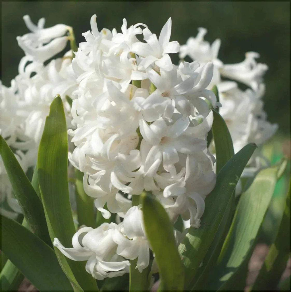 Bulbi-de-Zambile-Multiflora-White-2-Bucati-3 - Pepiniera României