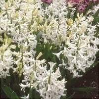Bulbi-de-Zambile-Multiflora-White-2-Bucati-4 - Pepiniera României