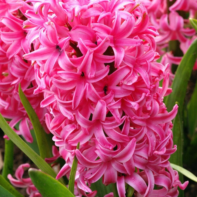 Bulbi de Zambile "Pink Pearl", 2 Bucati