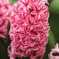 Bulbi de Zambile "Pink Surprise", 2 Bucati