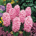 Bulbi-de-Zambile-Prince-of-Love-2-Bucati-1 - Pepiniera României