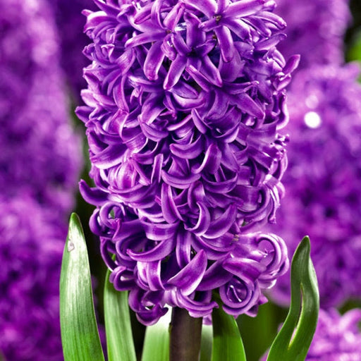 Bulbi de Zambile "Purple Sensation", 2 Bucati