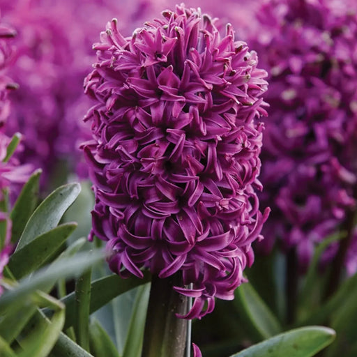 Bulbi de Zambile "Purple Sensation", 2 Bucati