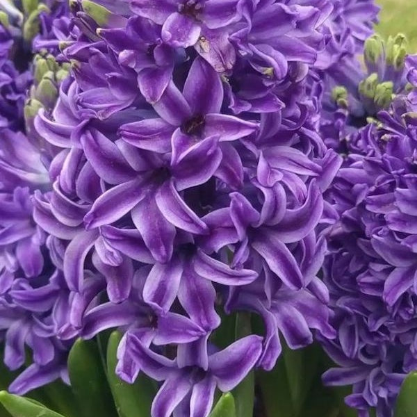 Bulbi de Zambile "Purple Sensation", 2 Bucati