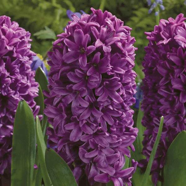 Bulbi-de-Zambile-Purple-Sensation-2-Bucati-7 - Pepiniera României