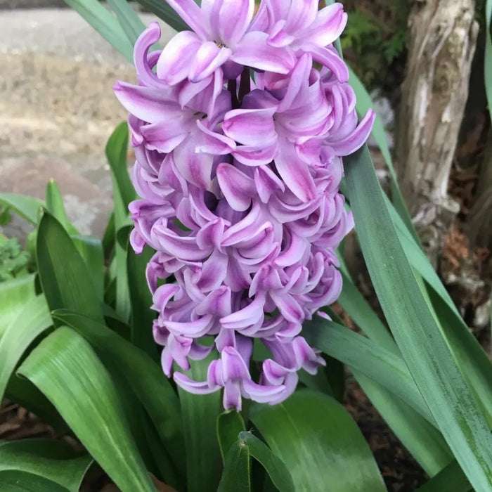 Bulbi de Zambile "Splendid Cornelia", 2 Bucati
