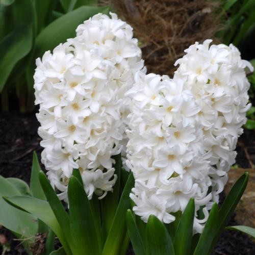 Bulbi de Zambile "White Pearl", 2 Bucati