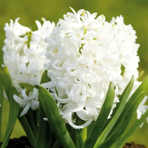 Bulbi de Zambile "White Pearl", 2 Bucati