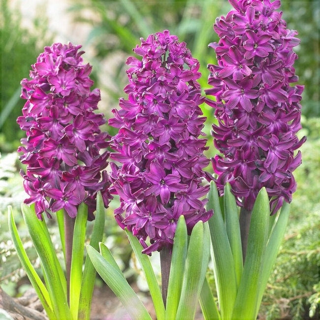 Bulbi de Zambile "Woodstock", 2 Bucati