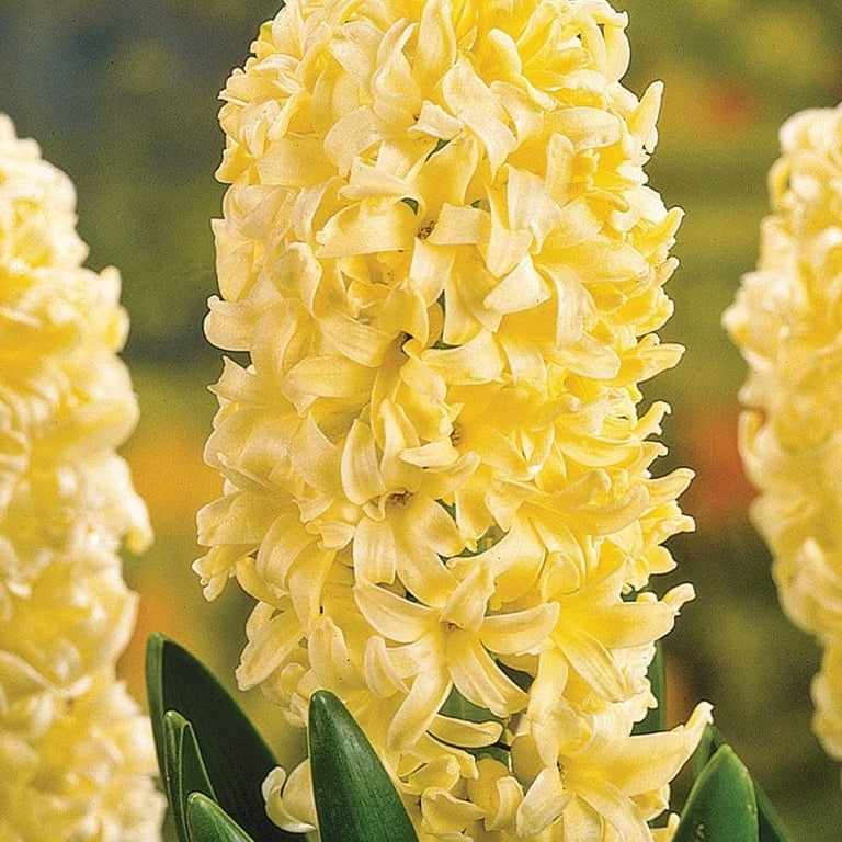 Bulbi de Zambile "Yellow Queen", 2 Bucati