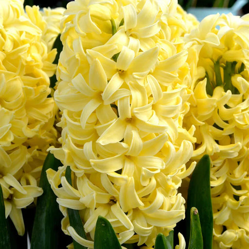 Bulbi de Zambile "Yellow Queen", 2 Bucati