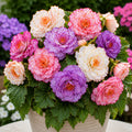 Bulbi de Begonia "Cotton Candy" 2 buc