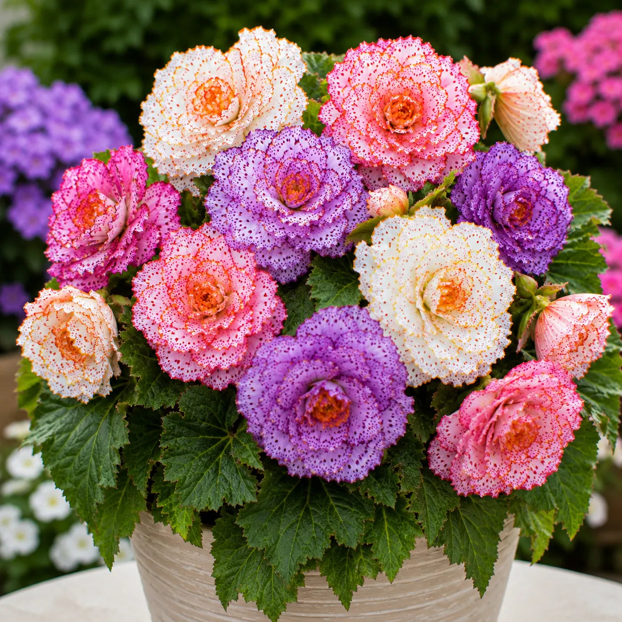 Bulbi de Begonia "Cotton Candy" 2 buc