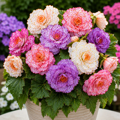 Bulbi de Begonia "Cotton Candy" 2 buc