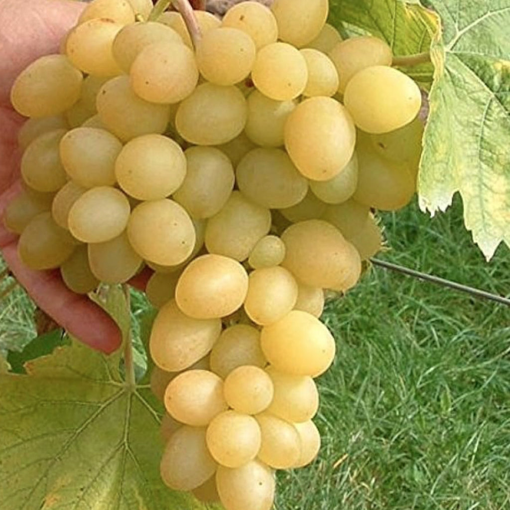 Butaș Viță de Vie de Masă "Arcadia", 1 Bucată