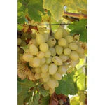 Butaș Viță de Vie de Masă "Arcadia", 1 Bucată