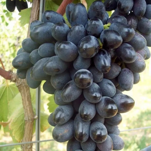 Butas Vita de Vie de Masa "Black Magic", 1 Bucata