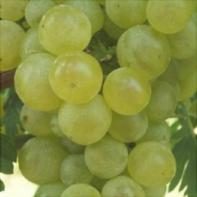 Гроздь винограда сорта Chasselas Doré, зеленые спелые ягоды крупным планом