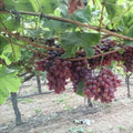 Грозди красного винограда Crimson Seedless на лозе в винограднике