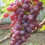 Кисть винограда сорта Crimson Seedless на лозе, крупные розовые ягоды в саду