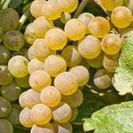 Кисть жёлтого винограда кишмиш Вита-де-Вие на кусте среди зелёных листьев