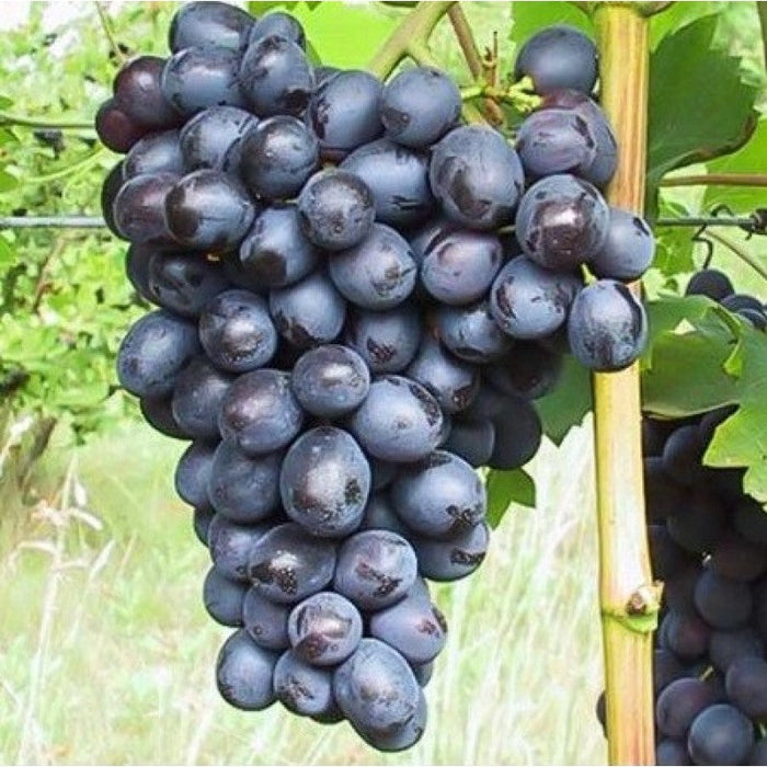 Butas Vita de Vie de Masa "Nero", 1 Bucata